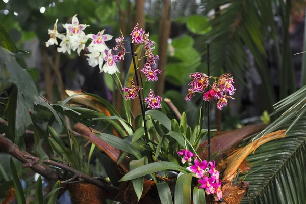 Фон из различных орхидеи фиолетовый, желтый, белый, розовый цвет .. — стоковое фото