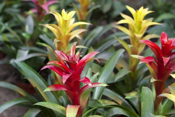 Rosso con bromelia gialla pianta in giardino — Foto Stock