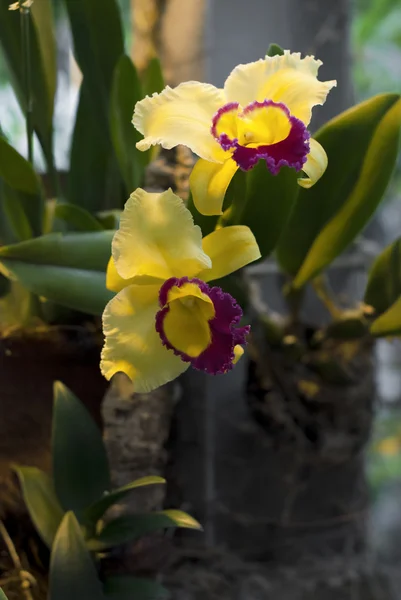 Yellow orchids in the orchid garden. — Stock Photo, Image