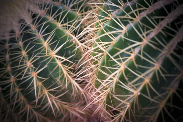 Ferocactus latipinus 顶视图 — 图库照片