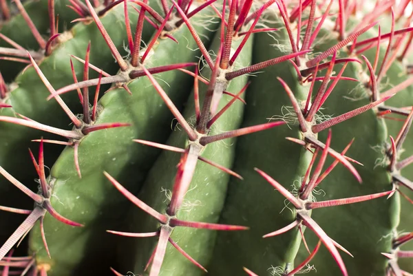 Ferocactus latipinus вид сверху — стоковое фото