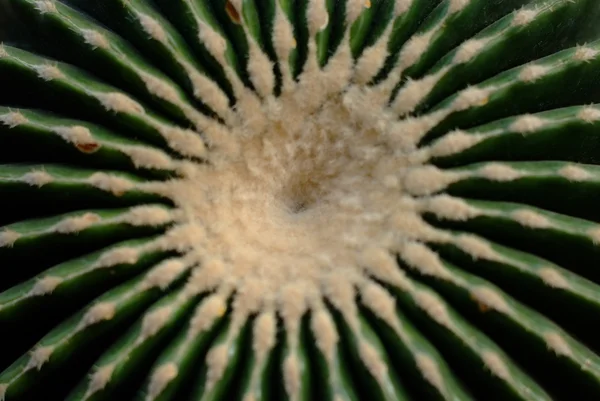 Ferocactus latipinus top view — Stock Photo, Image