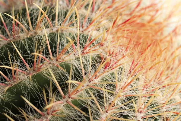 Ferocactus latipinus 顶视图 — 图库照片