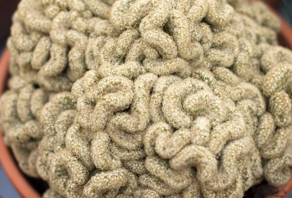 Mammilaria elongata – Harasztos káposzta cristata agy kaktusz — Stock Fotó