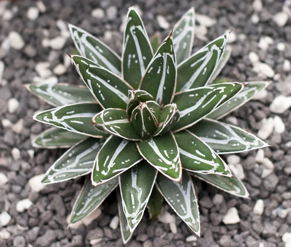 Echeveria shaviana växt — Stockfoto