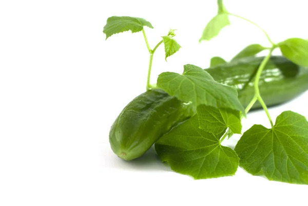 Cucumber with sprouts on a white background — Stock Photo, Image