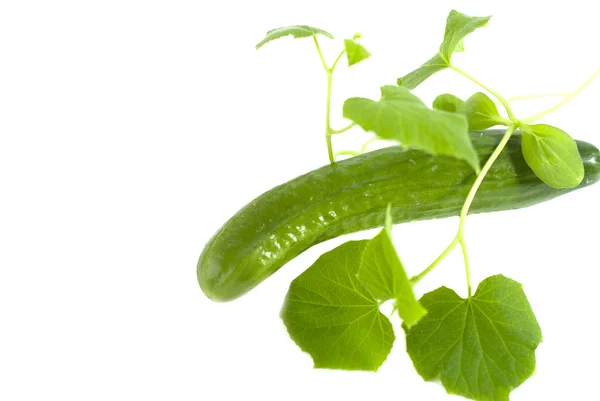 Cucumber with sprouts on a white background — Stock Photo, Image