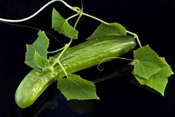 Cucumber with sprouts on a black background — Stock Photo, Image