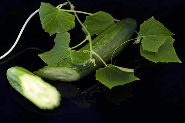 Cucumber with sprouts on a black background — Stock Photo, Image