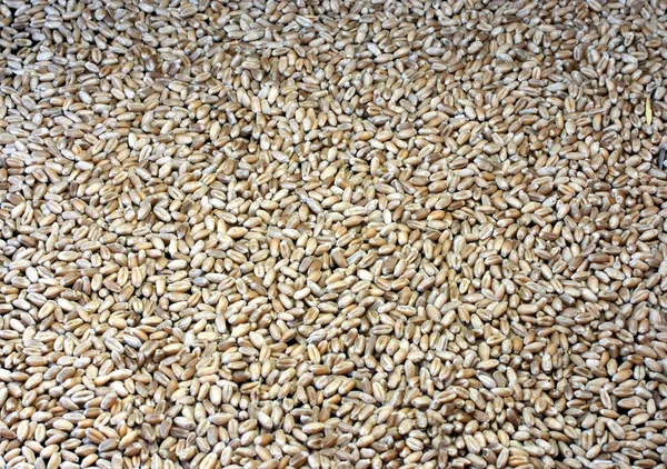 Фон пшеницы — стоковое фото