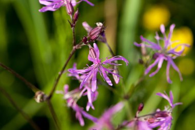çok pembe bir tarlada çiçekler bahar zamanı