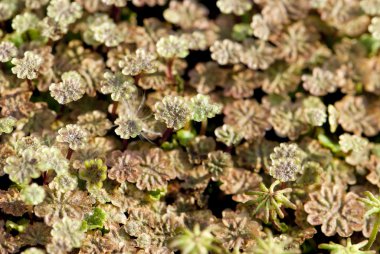 küçük bitkiler arka plan bir halı