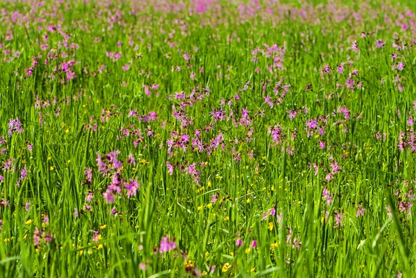 Beaucoup de fleurs roses dans un champ printemps — Photo