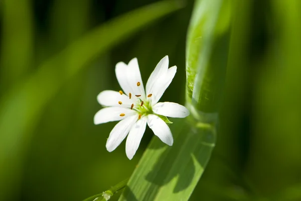 Bílé malé divoká květina v makru — Stock fotografie