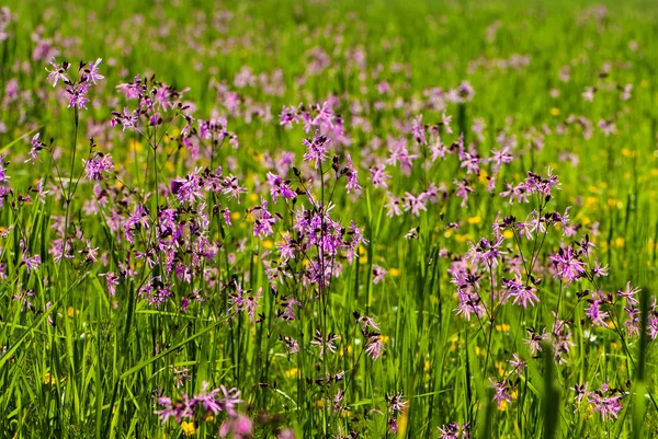 Many pink flowers in a field spring time — Stock Photo, Image