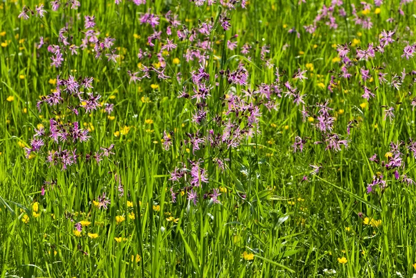 Many pink flowers in a field spring time — Stock Photo, Image