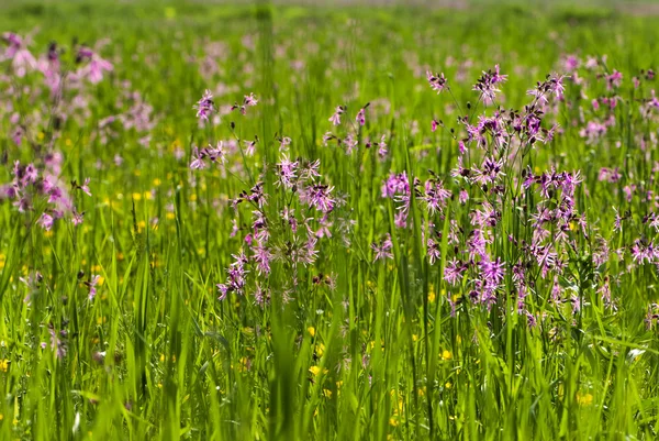 Many pink flowers in a field spring time — Stock Photo, Image