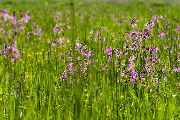 Beaucoup de fleurs roses dans un champ printemps — Photo