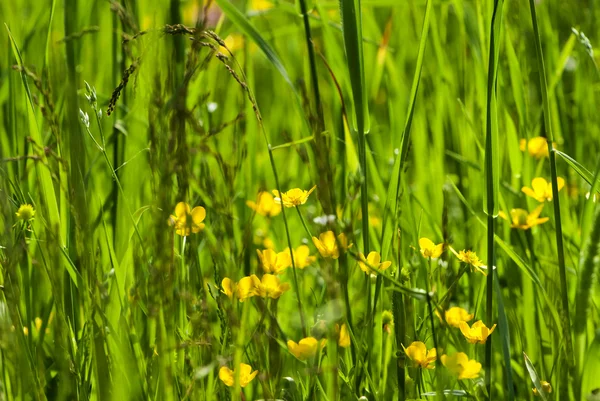 Lato zielona trawa — Zdjęcie stockowe