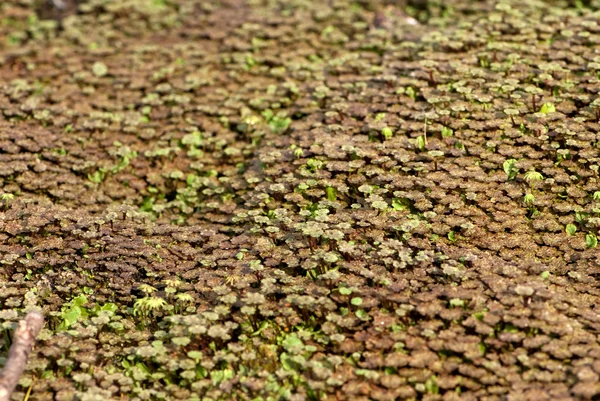 A carpet of small plants background — Stock Photo, Image