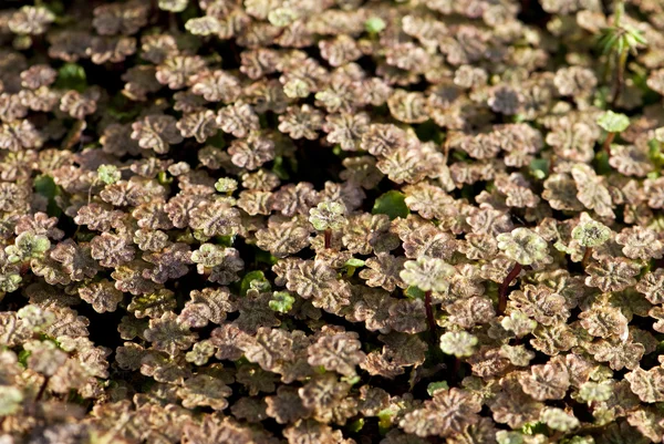 A szőnyeget a kis növények háttér — Stock Fotó