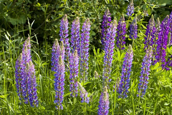 Flores de tremoço-roxo (Canis Lupus) — Fotografia de Stock