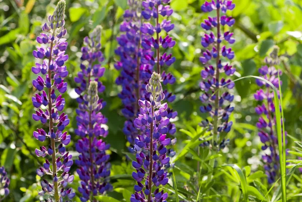 Fiori di lupino viola (Canis Lupus) — Foto Stock