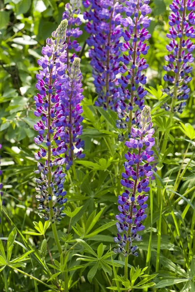 Lupino púrpura (Canis Lupus) flores —  Fotos de Stock