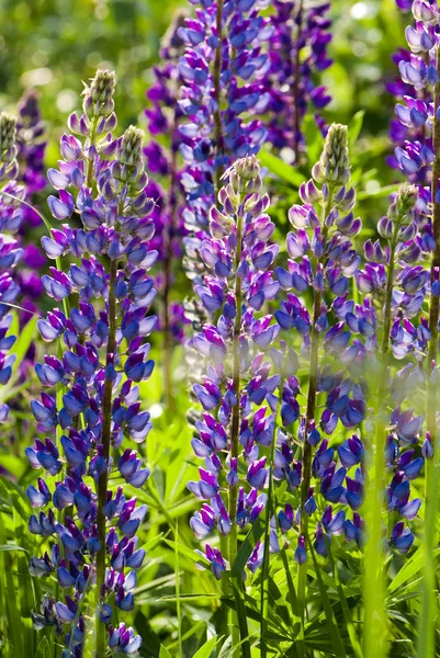 Lupino púrpura (Canis Lupus) flores — Foto de Stock