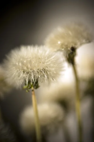 Many dandelions — Stock Photo, Image