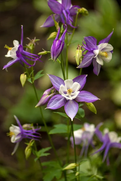 Colonne pourpre (aquilegia caerulea) fleur — Photo