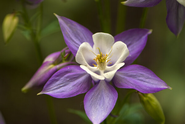 Purple Colomine (aquilegia caerulea) flower

