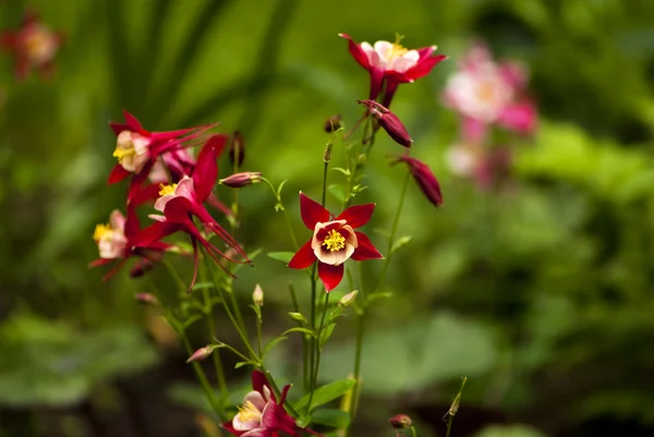 Pink Columbine (aquilegia caerulea) květina — Stock fotografie