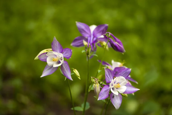 Columbina púrpura (aquilegia caerulea) flor —  Fotos de Stock
