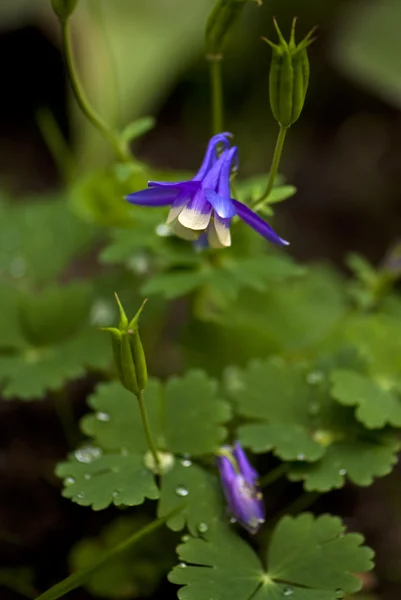 Colonne bleue (aquilegia caerulea) fleur — Photo
