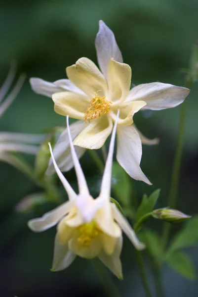 Amarelo Columbine (aquilegia caerulea) flor — Fotografia de Stock