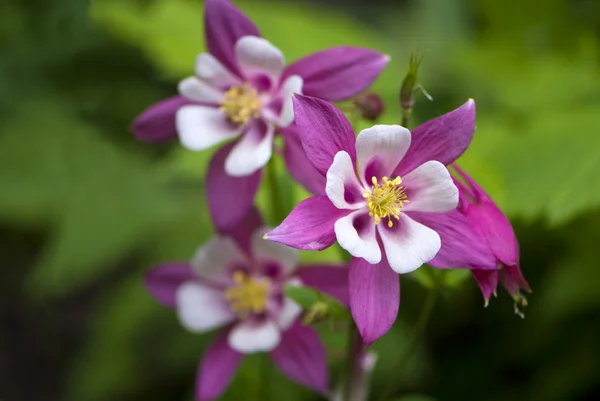 Columbine rosa (aquilegia caerulea) flor — Fotografia de Stock