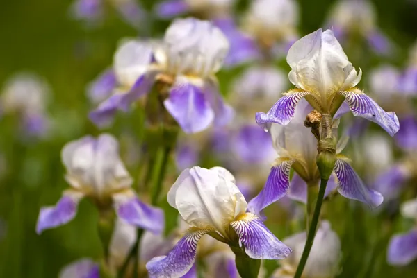 紫色の庭で白菖蒲の花を持つ — ストック写真