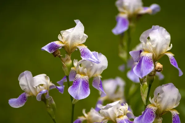 紫色の庭で白菖蒲の花を持つ — ストック写真