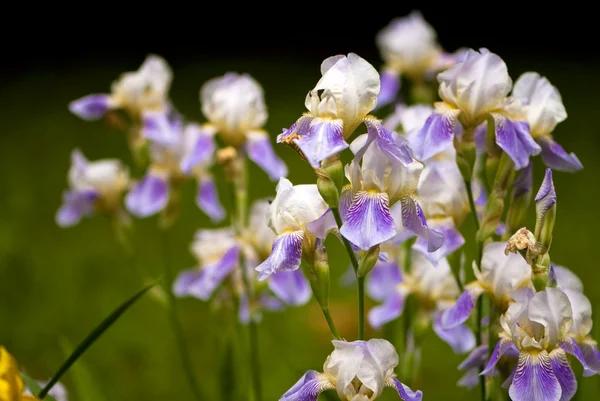 紫色の庭で白菖蒲の花を持つ — ストック写真