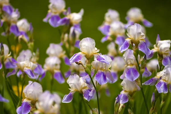 紫色の庭で白菖蒲の花を持つ — ストック写真