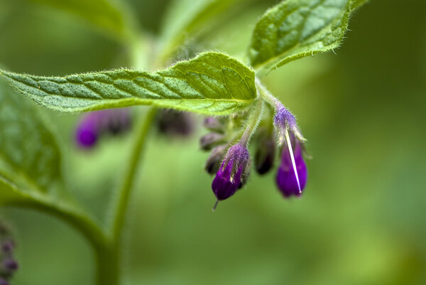 Macro shot of purple flowers