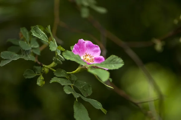 Csipkebogyó rózsaszín virágok — Stock Fotó