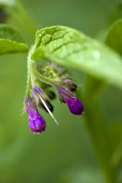 紫の花のマクロ撮影 ストックフォト