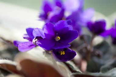 Mor african violet makro çekim