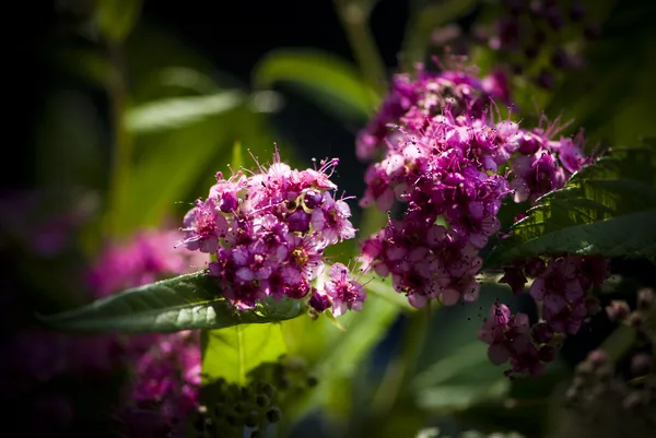 紫色小花 — 图库照片