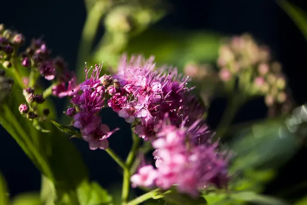 Pequenas flores roxas — Fotografia de Stock