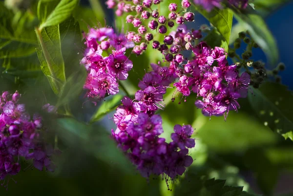 Małe fioletowe kwiaty — Zdjęcie stockowe