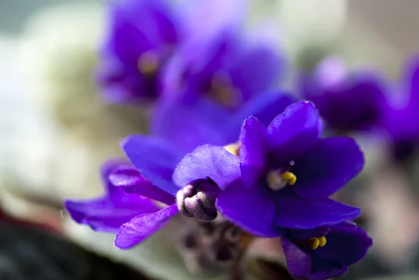 紫色的非洲紫罗兰的微距拍摄 — 图库照片