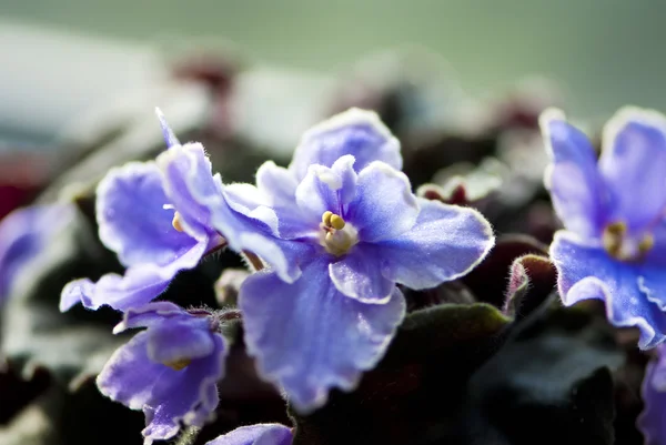 Paarse Afrikaanse violet macro schot — Stockfoto